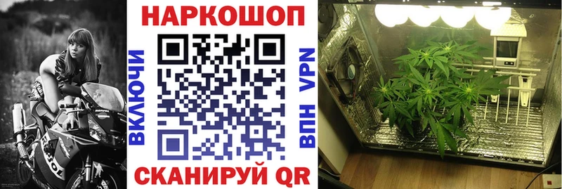 Где купить наркотики Стародуб Гашиш  Кокаин  Меф  Галлюциногенные грибы  МАРИХУАНА 